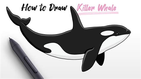 killer whale drawing easy.